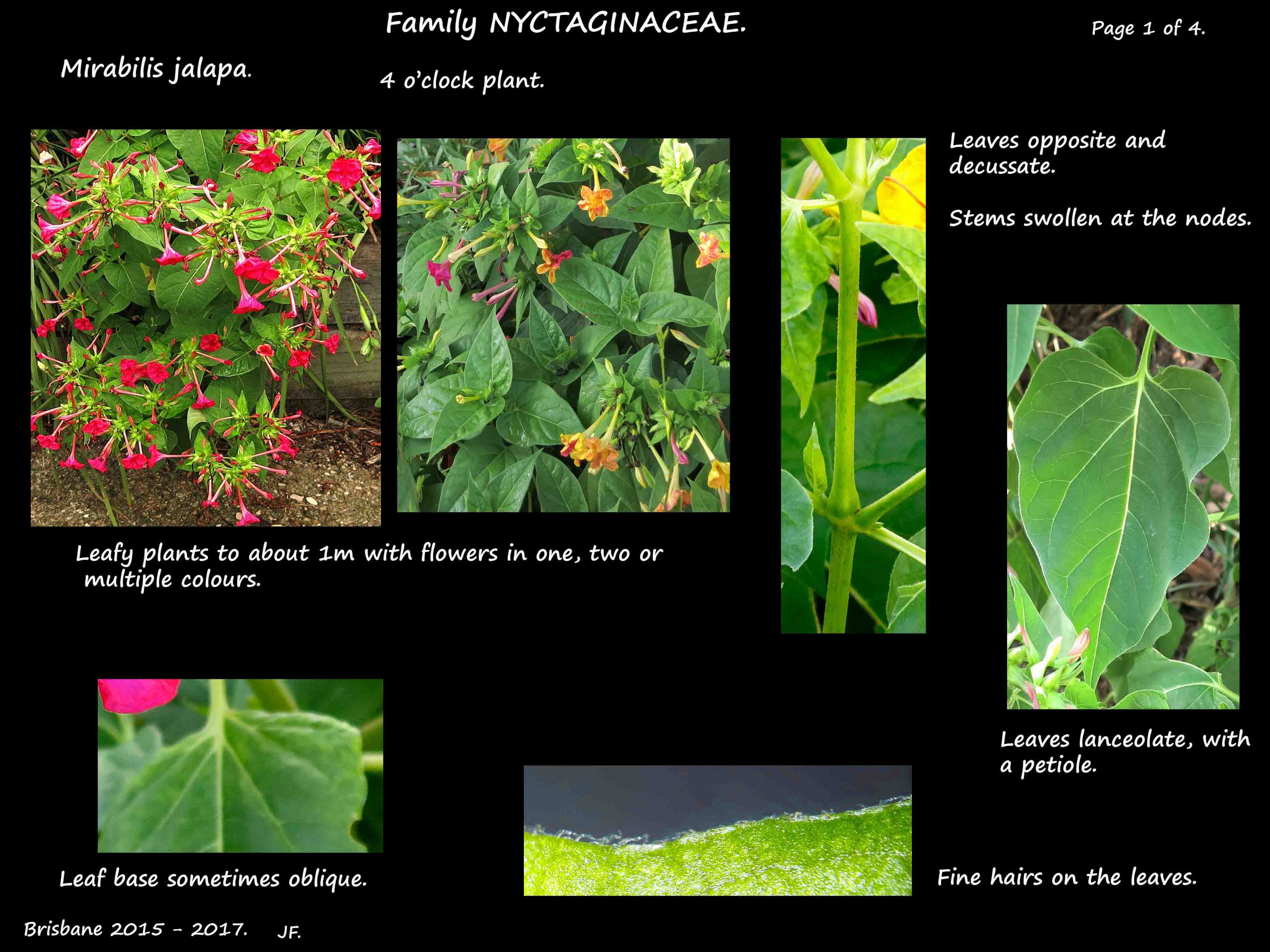1 Mirabilis jalapa plants & leaves